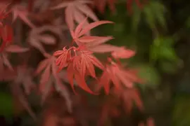 Acer palmatum 'Shaina' (Japanse Esdoorn) 50cm - afbeelding 9