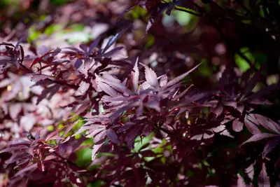 Acer palmatum 'Shaina' (Japanse Esdoorn) 50cm - afbeelding 10