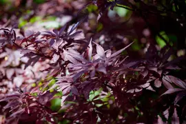 Acer palmatum 'Shaina' (Japanse Esdoorn) 50cm - afbeelding 10