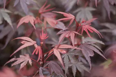 Acer palmatum 'Shaina' (Japanse Esdoorn) 50cm - afbeelding 11