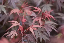 Acer palmatum 'Shaina' (Japanse Esdoorn) 50cm - afbeelding 11