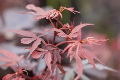 Acer palmatum 'Shaina' (Japanse Esdoorn) 50cm - afbeelding 13