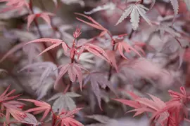 Acer palmatum 'Shaina' (Japanse Esdoorn) 50cm - afbeelding 14