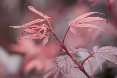 Acer palmatum 'Shaina' (Japanse Esdoorn) 50cm - afbeelding 15