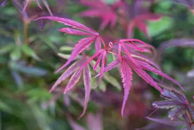 Acer palmatum 'Shaina' (Japanse Esdoorn) 50cm - afbeelding 20