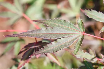 Acer palmatum 'Shaina' (Japanse Esdoorn) 50cm - afbeelding 22