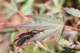Acer palmatum 'Shaina' (Japanse Esdoorn) 50cm - afbeelding 22