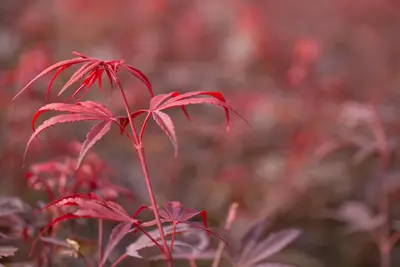 Acer palmatum 'Shaina' (Japanse Esdoorn) 50cm - afbeelding 26