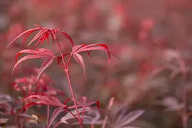 Acer palmatum 'Shaina' (Japanse Esdoorn) 50cm - afbeelding 26