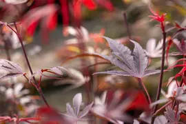 Acer palmatum 'Shaina' (Japanse Esdoorn) 50cm - afbeelding 27