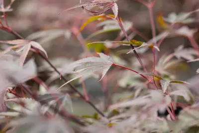 Acer palmatum 'Shaina' (Japanse Esdoorn) 50cm - afbeelding 28