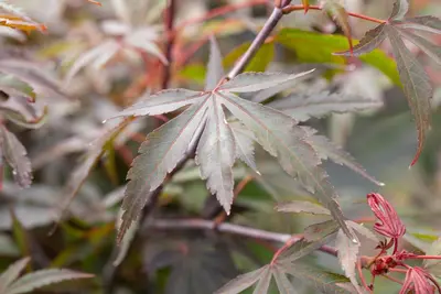 Acer palmatum 'Shaina' (Japanse Esdoorn) 50cm - afbeelding 29