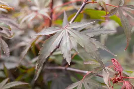 Acer palmatum 'Shaina' (Japanse Esdoorn) 50cm - afbeelding 29