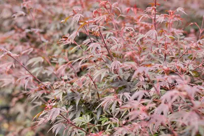 Acer palmatum 'Shaina' (Japanse Esdoorn) 50cm - afbeelding 30