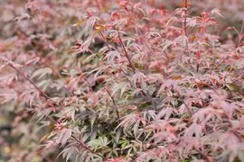 Acer palmatum 'Shaina' (Japanse Esdoorn) 50cm - afbeelding 30