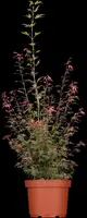 Acer palmatum 'Shaina' (Japanse Esdoorn) 50cm - afbeelding 6