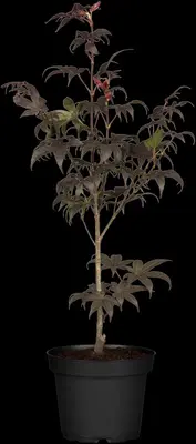 Acer palmatum 'Shaina' (Japanse Esdoorn) 50cm - afbeelding 21