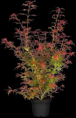 Acer palmatum 'Shaina' (Japanse Esdoorn) 50cm - afbeelding 18