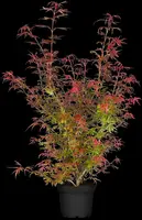 Acer palmatum 'Shaina' (Japanse Esdoorn) 50cm - afbeelding 18