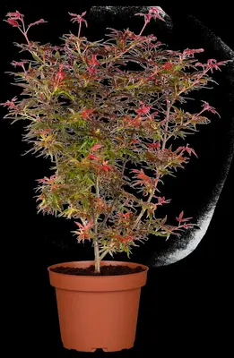 Acer palmatum 'Shaina' (Japanse Esdoorn) 50cm - afbeelding 16