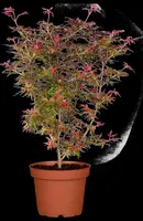 Acer palmatum 'Shaina' (Japanse Esdoorn) 50cm - afbeelding 16