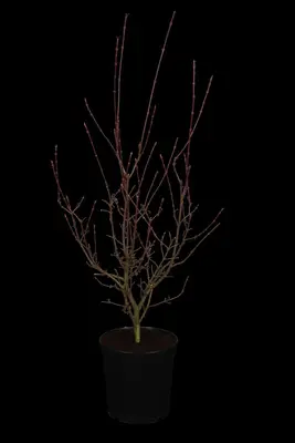 Acer palmatum 'Shaina' (Japanse Esdoorn) 50cm - afbeelding 3