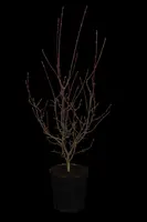 Acer palmatum 'Shaina' (Japanse Esdoorn) 50cm - afbeelding 3