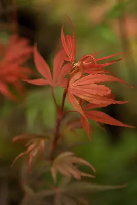 Acer palmatum 'Shaina' (Japanse Esdoorn) 50cm - afbeelding 8