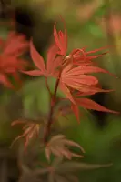 Acer palmatum 'Shaina' (Japanse Esdoorn) 50cm - afbeelding 8
