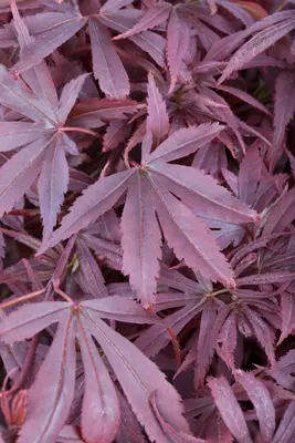 Acer palmatum 'Shaina' (Japanse Esdoorn) 50cm - afbeelding 12