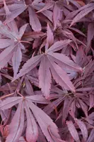Acer palmatum 'Shaina' (Japanse Esdoorn) 50cm - afbeelding 12