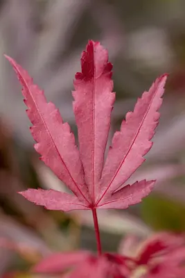 Acer palmatum 'Shaina' (Japanse Esdoorn) 50cm - afbeelding 17