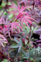 Acer palmatum 'Shaina' (Japanse Esdoorn) 50cm - afbeelding 19