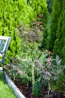 Acer palmatum 'Shaina' (Japanse Esdoorn) 50cm - afbeelding 23