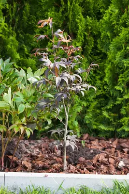 Acer palmatum 'Shaina' (Japanse Esdoorn) 50cm - afbeelding 24