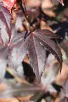 Acer palmatum 'Shaina' (Japanse Esdoorn) 50cm - afbeelding 25