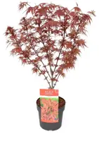 Acer palmatum 'Shaina' (Japanse Esdoorn) 50cm - afbeelding 2