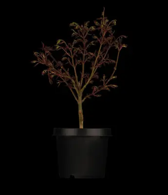 Acer palmatum 'Shaina' (Japanse Esdoorn) 50cm - afbeelding 4