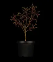 Acer palmatum 'Shaina' (Japanse Esdoorn) 50cm - afbeelding 4
