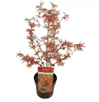 Acer palmatum 'Shaina' (Japanse Esdoorn) 50cm - afbeelding 1