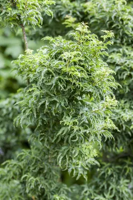 Acer palmatum 'Shishigashira' (Japanse esdoorn 'Shishigashira') - afbeelding 2