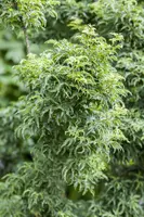 Acer palmatum 'Shishigashira' (Japanse esdoorn 'Shishigashira') - afbeelding 2