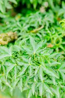 Acer palmatum 'Shishigashira' (Japanse esdoorn 'Shishigashira') - afbeelding 5