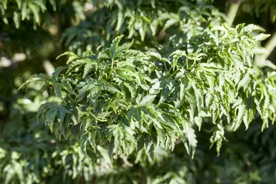 Acer palmatum 'Shishigashira' (Japanse esdoorn 'Shishigashira') - afbeelding 1