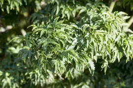 Acer palmatum 'Shishigashira' (Japanse esdoorn 'Shishigashira') - afbeelding 1