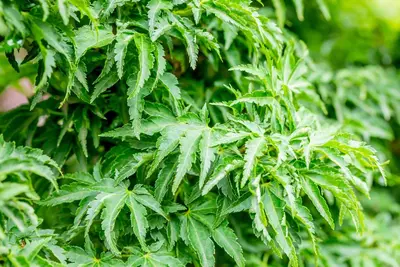 Acer palmatum 'Shishigashira' (Japanse esdoorn 'Shishigashira') - afbeelding 3