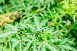 Acer palmatum 'Shishigashira' (Japanse esdoorn 'Shishigashira') - afbeelding 4