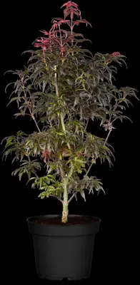 Acer palmatum 'Skeeter´s Broom' (Japanse esdoorn 'Skeeter´s Broom') - afbeelding 8