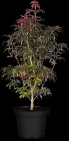 Acer palmatum 'Skeeter´s Broom' (Japanse esdoorn 'Skeeter´s Broom') - afbeelding 8