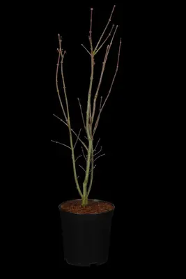 Acer palmatum 'Skeeter´s Broom' (Japanse esdoorn 'Skeeter´s Broom') - afbeelding 1